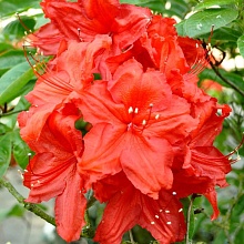 Основное изображение товара