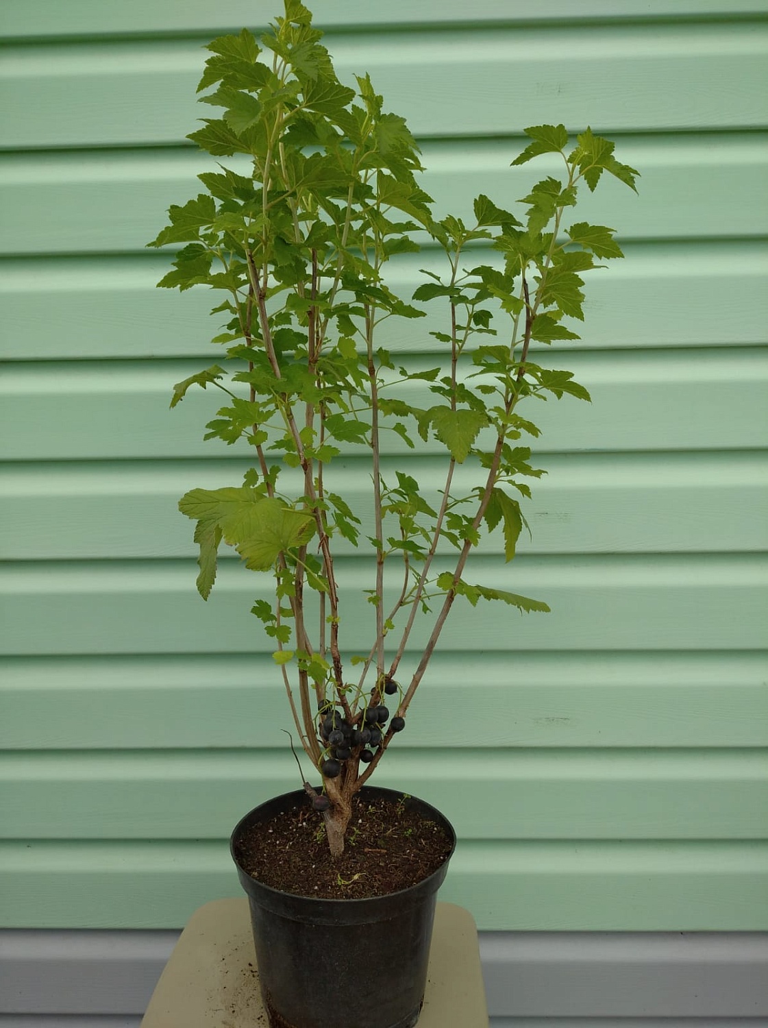 АКЦИЯ: Двухлетние саженцы смородины от 75₽