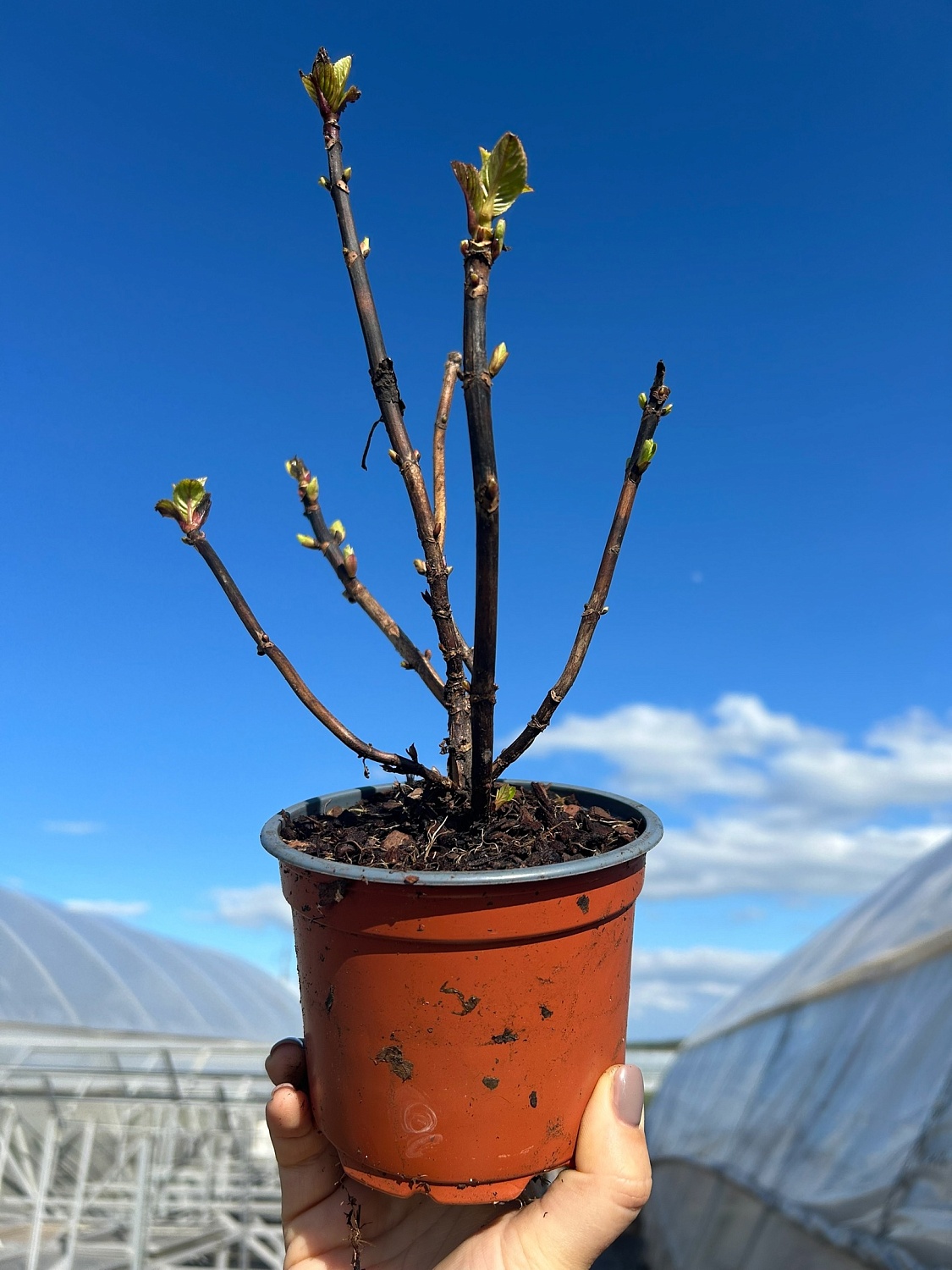 Крупнолистные новинки 