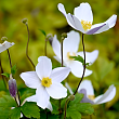 Анемона гибридная 