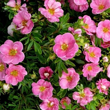 Лапчатка кустарниковая 