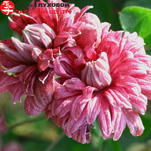 Основное изображение товара