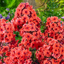 Основное изображение товара