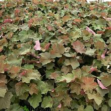 Основное изображение товара