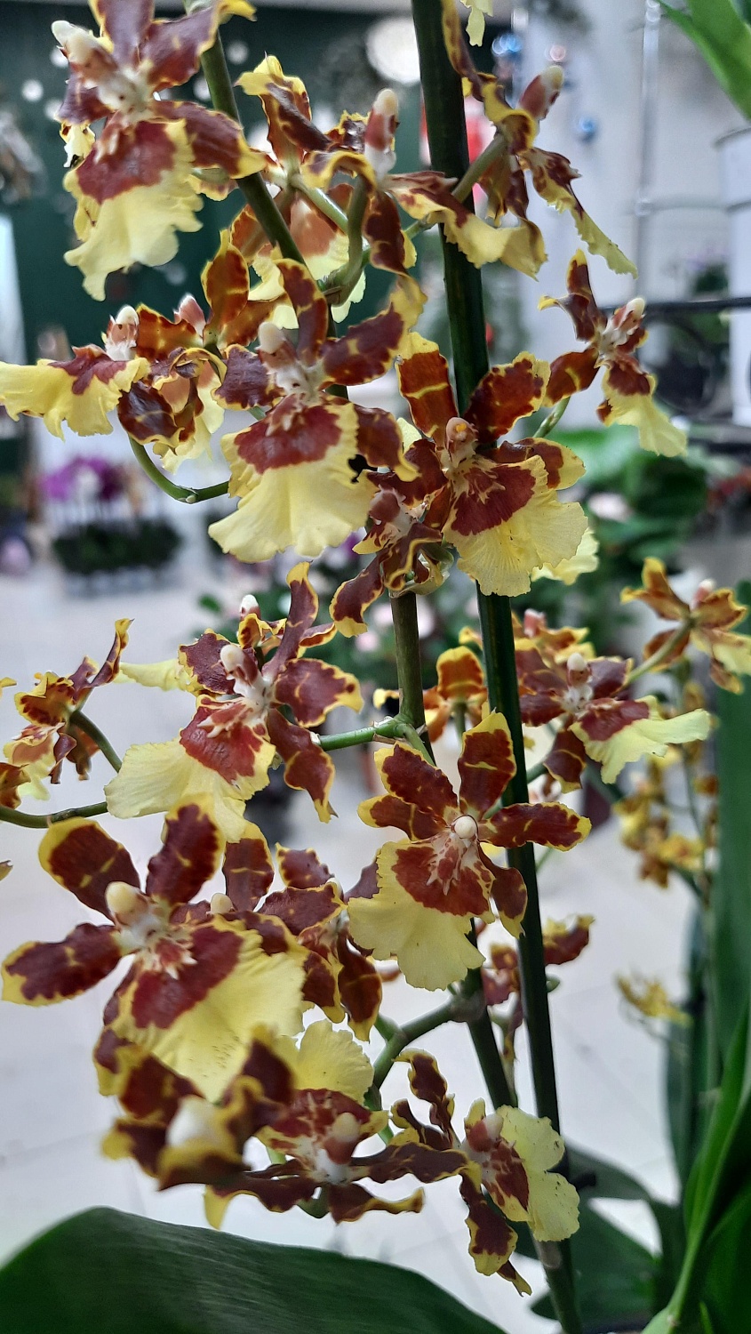 Новое поступление комнатных растений