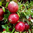 Клюква крупноплодная 