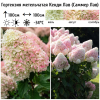 Гортензия метельчатая (Hydrangea paniculata) Кенди Лав  С2 СП/26