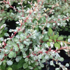 Барбарис Тунберга (Berberis thunbergii) Сильвер Бьюти С3 СП/25