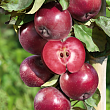 Яблоня 