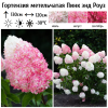 Гортензия метельчатая (Hydrangea paniculata) Пинк энд Роуз  С2 СП/26