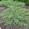 Можжевельник обыкновенный (Juniperus communis) Грин Карпет   С3 СП/25