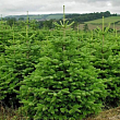 Пихта Нордмана 