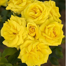 Основное изображение товара