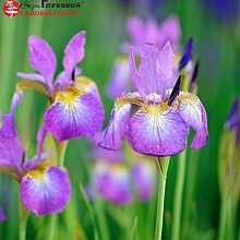 Основное изображение товара