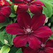 Клематис 