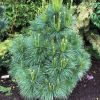 Сосна Шверина (Pinus schwerinii) Вайтхорст  40-50 С13 НБл/26