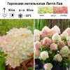 Гортензия метельчатая (Hydrangea paniculata) Литтл Лав Р9 СП/26