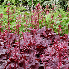 Основное изображение товара