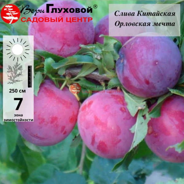 Слива Орловская мечта (ранний сорт)