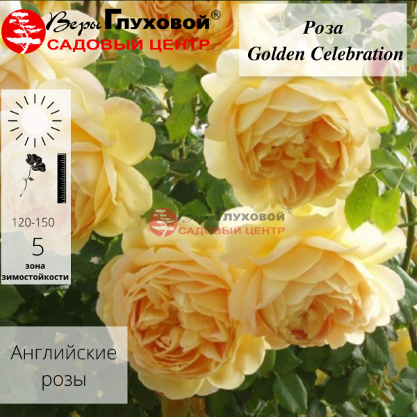 Основное изображение товара