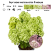 Гортензия метельчатая (Hydrangea paniculata) Пандора 2-3вет ОКС СП/25