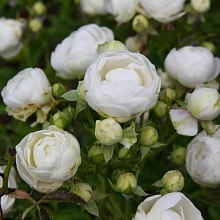 Основное изображение товара