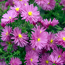 Основное изображение товара