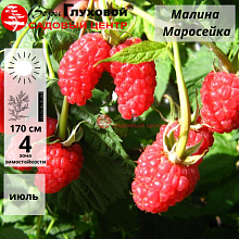 Основное изображение товара