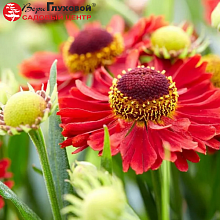 Основное изображение товара