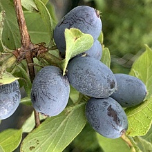 Основное изображение товара