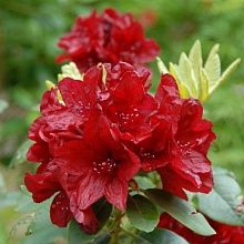 Основное изображение товара