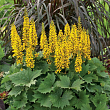 Бузульник узкоголовчатый 