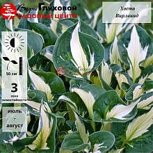 Основное изображение товара