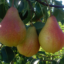 Рисунок 40.jpg