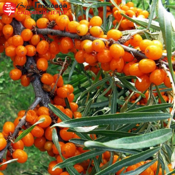 Основное изображение товара