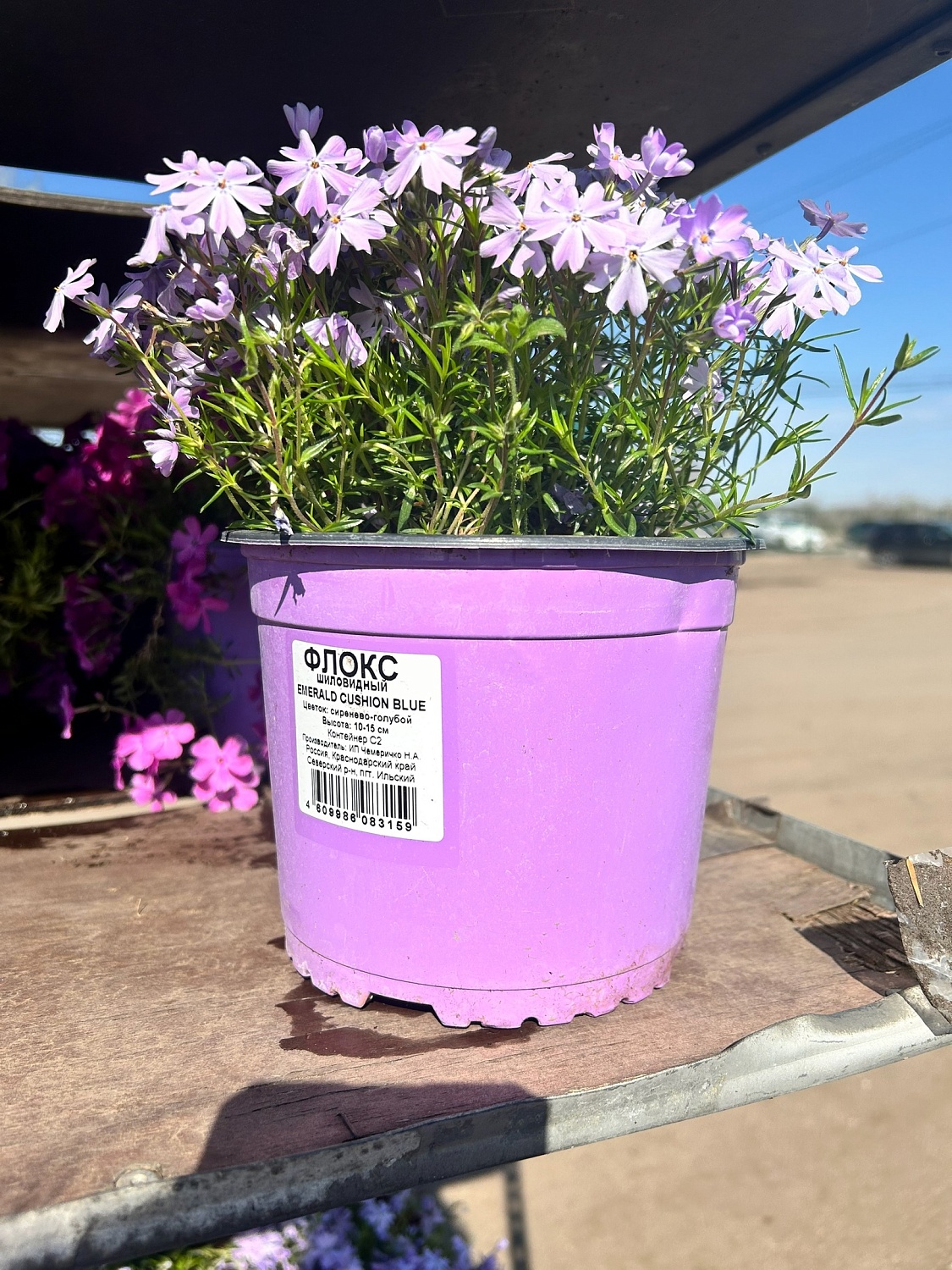 Пышные, ароматные и невероятно разнообразные