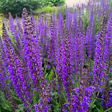 Основное изображение товара