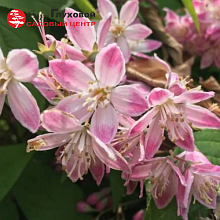 Основное изображение товара