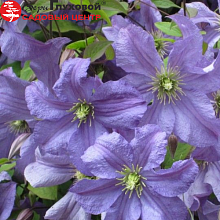 Основное изображение товара