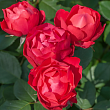 Роза полиантовая 