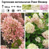 Гортензия метельчатая (Hydrangea paniculata) Роял Фловер Р9 СП/26
