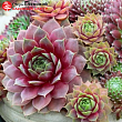 Молодило (Sempervivum) 