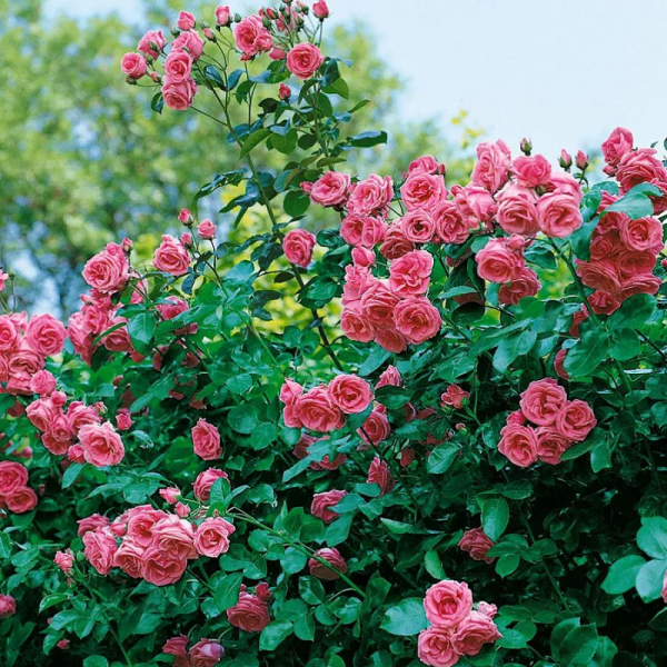 Основное изображение товара