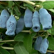 Жимолость 
