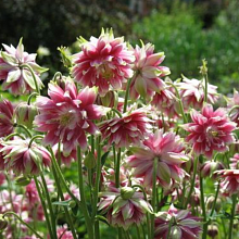 Основное изображение товара