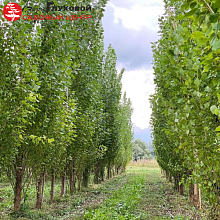 Основное изображение товара