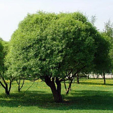 Основное изображение товара