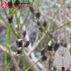 Ива тонкостолбиковая (Salix gracilistyla) Меланостахис Шт-80 С3 ПК/24