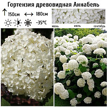 Основное изображение товара
