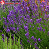 Лаванда узколистная (Lavandula angustifolia)  Р9 СП/26